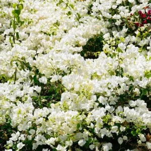 White Bougainvillea Live Plant – 4 Inch Pot – Tropical Flowering Vine – Outdoor - Image 6