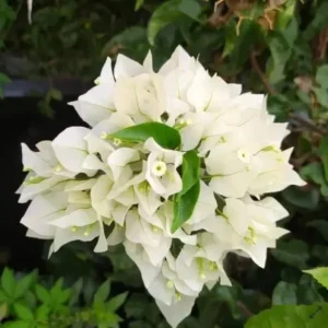 White Bougainvillea Live Plant – 4 Inch Pot – Tropical Flowering Vine – Outdoor - Image 7