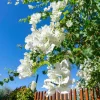 White Bougainvillea Live Plant – 4 Inch Pot – Tropical Flowering Vine – Outdoor - Image 1