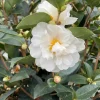 White Camellia Live Plant – Ornamental Flowering Shrub – 4 Inch Pot – 10-14 Inch Tall - Image 1