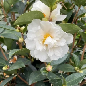 White Camellia Live Plant – Ornamental Flowering Shrub – 4 Inch Pot – 10-14 Inch Tall - Image 1