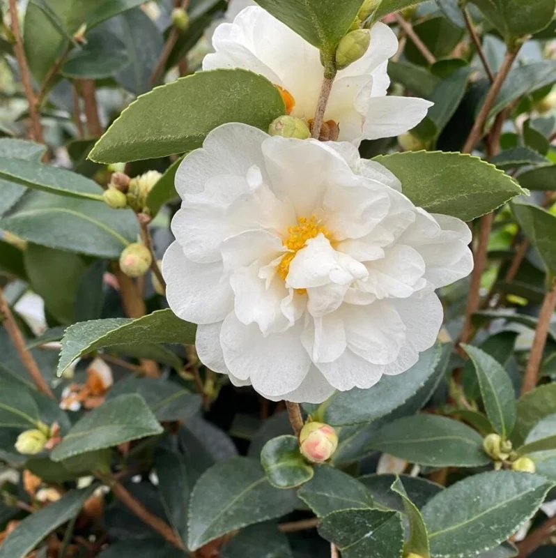 White Camellia Live Plant – Ornamental Flowering Shrub – 4 Inch Pot – 10-14 Inch Tall - Image 1