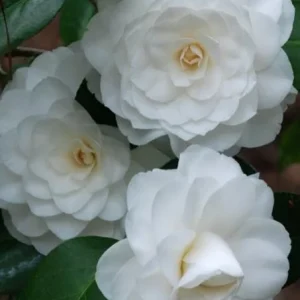 White Camellia Live Plant – Ornamental Flowering Shrub – 4 Inch Pot – 10-14 Inch Tall - Image 2