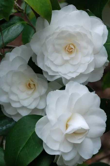 White Camellia Live Plant – Ornamental Flowering Shrub – 4 Inch Pot – 10-14 Inch Tall - Image 2
