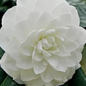 White Camellia Live Plant – Ornamental Flowering Shrub – 4 Inch Pot – 10-14 Inch Tall - Image 3