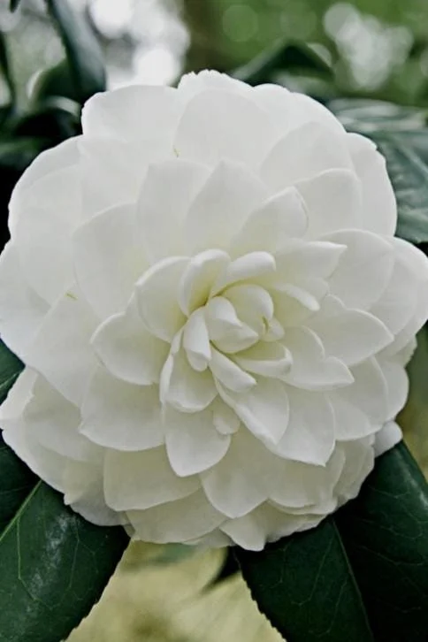 White Camellia Live Plant – Ornamental Flowering Shrub – 4 Inch Pot – 10-14 Inch Tall - Image 3