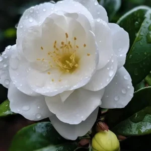 White Camellia Live Plant – Ornamental Flowering Shrub – 4 Inch Pot – 10-14 Inch Tall - Image 4