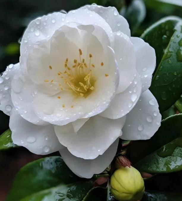White Camellia Live Plant – Ornamental Flowering Shrub – 4 Inch Pot – 10-14 Inch Tall - Image 4
