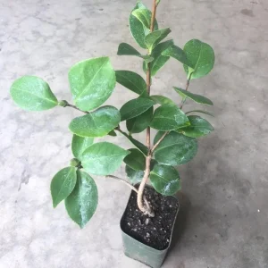 White Camellia Live Plant – Ornamental Flowering Shrub – 4 Inch Pot – 10-14 Inch Tall - Image 5