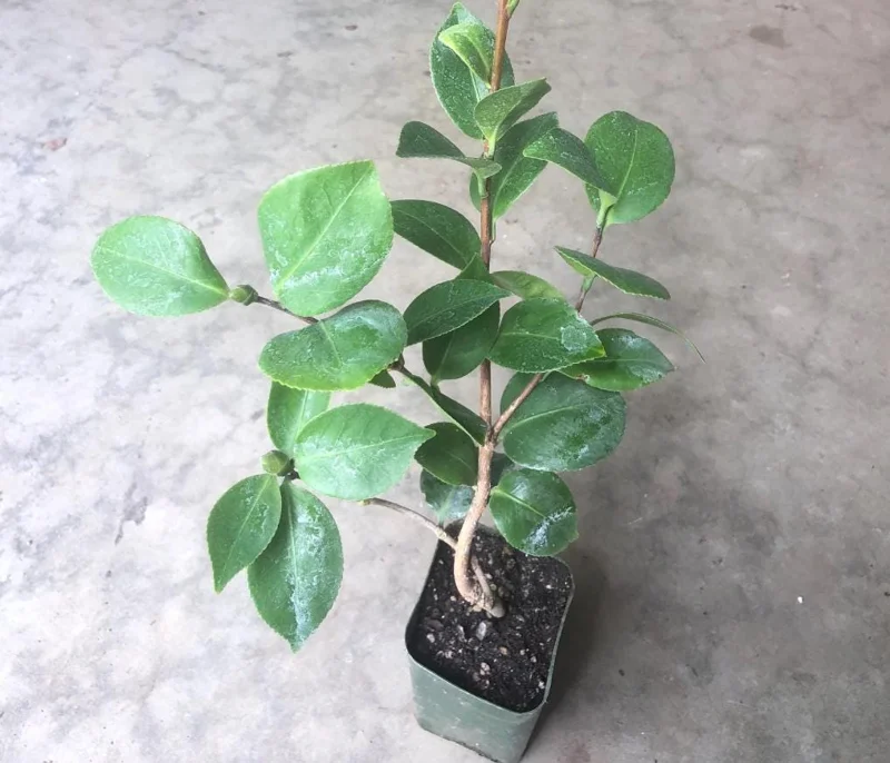 White Camellia Live Plant – Ornamental Flowering Shrub – 4 Inch Pot – 10-14 Inch Tall - Image 5