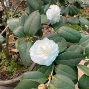 White Camellia Live Plant – Ornamental Flowering Shrub – 4 Inch Pot – 10-14 Inch Tall - Image 6