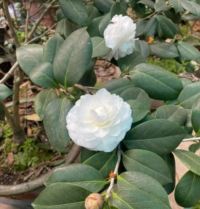 White Camellia Live Plant – Ornamental Flowering Shrub – 4 Inch Pot – 10-14 Inch Tall - Image 6