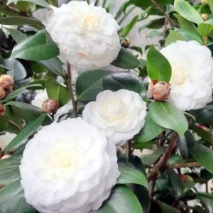 White Camellia Live Plant – Ornamental Flowering Shrub – 4 Inch Pot – 10-14 Inch Tall - Image 7
