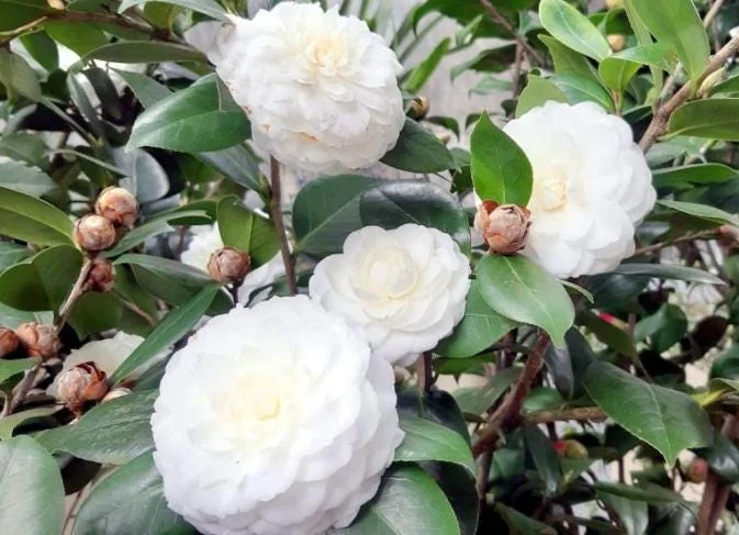 White Camellia Live Plant – Ornamental Flowering Shrub – 4 Inch Pot – 10-14 Inch Tall - Image 7