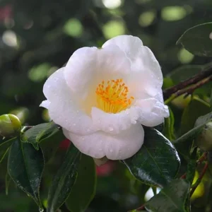 White Camellia Live Plant – Ornamental Flowering Shrub – 4 Inch Pot – 10-14 Inch Tall - Image 8