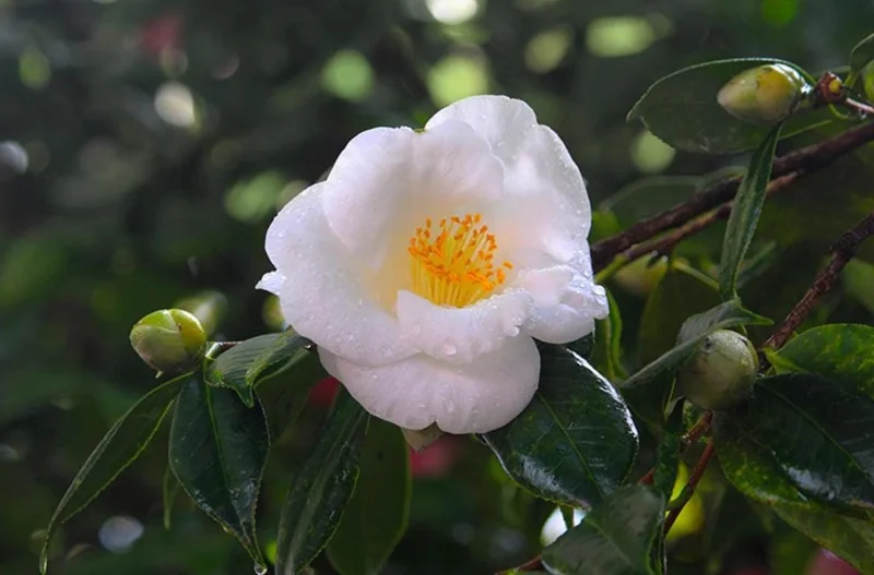 White Camellia Live Plant – Ornamental Flowering Shrub – 4 Inch Pot – 10-14 Inch Tall - Image 8