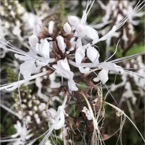 White Cat Whiskers Live Starter Plants - Orthosiphon aristatus - Java Tea - Perennial Shrub - 4-6 Inch Tall - Pack of 2 - Image 2