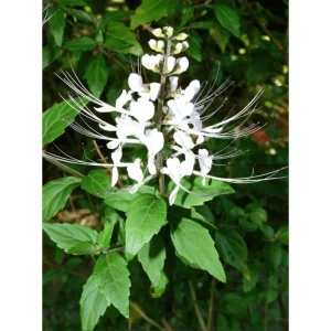 White Cat Whiskers Live Starter Plants - Orthosiphon aristatus - Java Tea - Perennial Shrub - 4-6 Inch Tall - Pack of 2 - Image 3