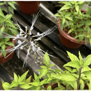 White Cat Whiskers Live Starter Plants - Orthosiphon aristatus - Java Tea - Perennial Shrub - 4-6 Inch Tall - Pack of 2 - Image 4