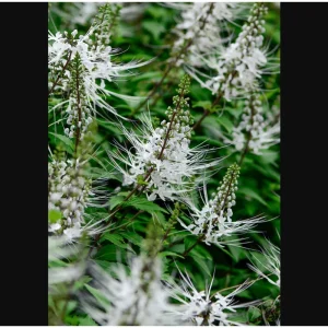 White Cat Whiskers Live Starter Plants - Orthosiphon aristatus - Java Tea - Perennial Shrub - 4-6 Inch Tall - Pack of 2 - Image 6