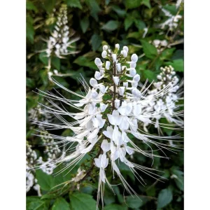 White Cat Whiskers Live Starter Plants - Orthosiphon aristatus - Java Tea - Perennial Shrub - 4-6 Inch Tall - Pack of 2 - Image 7