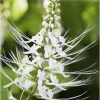 White Cat Whiskers Live Starter Plants - Orthosiphon aristatus - Java Tea - Perennial Shrub - 4-6 Inch Tall - Pack of 2 - Image 1