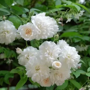 White Climbing Rose Live Plant - Prosperity Rose, 4-7 Inch Tall, Outdoor - Image 2