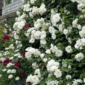 White Climbing Rose Live Plant - Prosperity Rose, 4-7 Inch Tall, Outdoor - Image 3