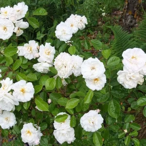 White Climbing Rose Live Plant - Prosperity Rose, 4-7 Inch Tall, Outdoor - Image 4