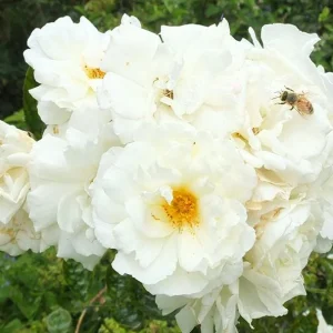 White Climbing Rose Live Plant - Prosperity Rose, 4-7 Inch Tall, Outdoor - Image 5