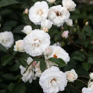 White Climbing Rose Live Plant - Prosperity Rose, 4-7 Inch Tall, Outdoor - Image 6
