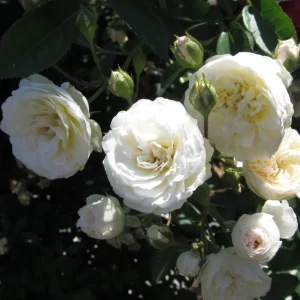 White Climbing Rose Live Plant - Prosperity Rose, 4-7 Inch Tall, Outdoor - Image 7