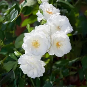 White Climbing Rose Plant – Fragrant Perennial Flower Shrub – 4-8 Inch Tall - Image 2