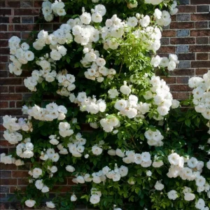 White Climbing Rose Plant – Fragrant Perennial Flower Shrub – 4-8 Inch Tall - Image 3