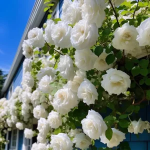 White Climbing Rose Plant – Fragrant Perennial Flower Shrub – 4-8 Inch Tall - Image 4