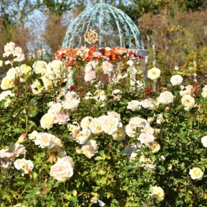 White Climbing Rose Plant – Fragrant Perennial Flower Shrub – 4-8 Inch Tall - Image 6