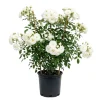 White Climbing Rose Plant – Fragrant Perennial Flower Shrub – 4-8 Inch Tall - Image 1