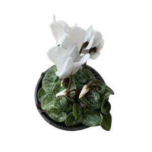 White Cyclamen Live Plant - Persian Cyclamen Flowers 4