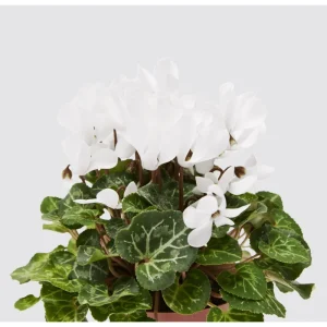 White Cyclamen Live Plant - Persian Cyclamen Flowers 4