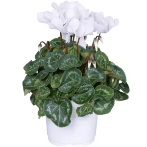 White Cyclamen Live Plant - Persian Cyclamen Flowers 4