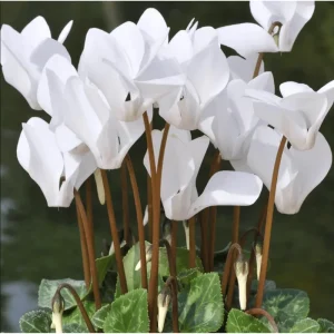 White Cyclamen Live Plant - Persian Cyclamen Flowers 4