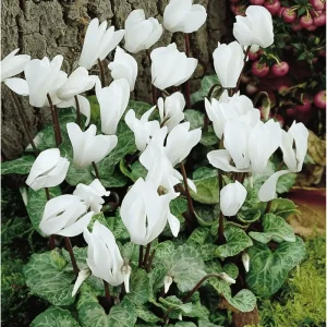 White Cyclamen Live Plant - Persian Cyclamen Flowers 4
