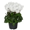 White Cyclamen Live Plant - Persian Cyclamen Flowers 4" Pot - Image 1