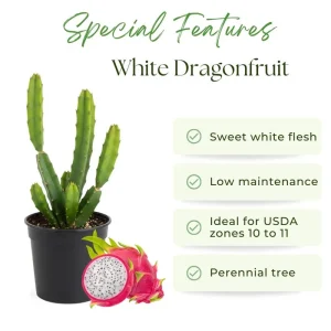 White Dragon Fruit Plant Live - 4-7 Inches Tall - Edible Tropical Fruit - Image 2