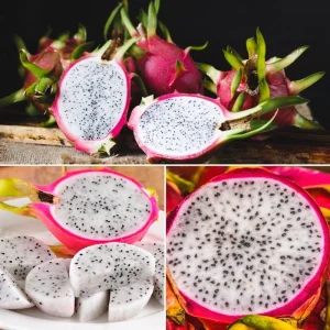 White Dragon Fruit Plant Live - 4-7 Inches Tall - Edible Tropical Fruit - Image 3