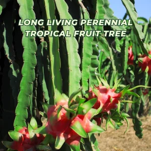 White Dragon Fruit Plant Live - 4-7 Inches Tall - Edible Tropical Fruit - Image 4