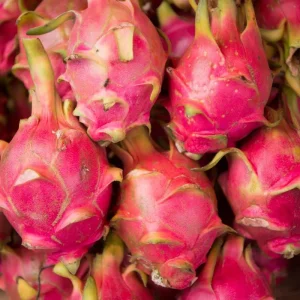 White Dragon Fruit Plant Live - 4-7 Inches Tall - Edible Tropical Fruit - Image 5