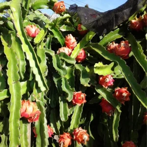 White Dragon Fruit Plant Live - 4-7 Inches Tall - Edible Tropical Fruit - Image 6