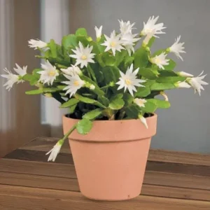 White Easter Cactus Live Plant – Spring Blooming Succulent – 4-6 Inch Tall – Indoor/Outdoor - Image 2