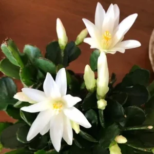 White Easter Cactus Live Plant – Spring Blooming Succulent – 4-6 Inch Tall – Indoor/Outdoor - Image 3